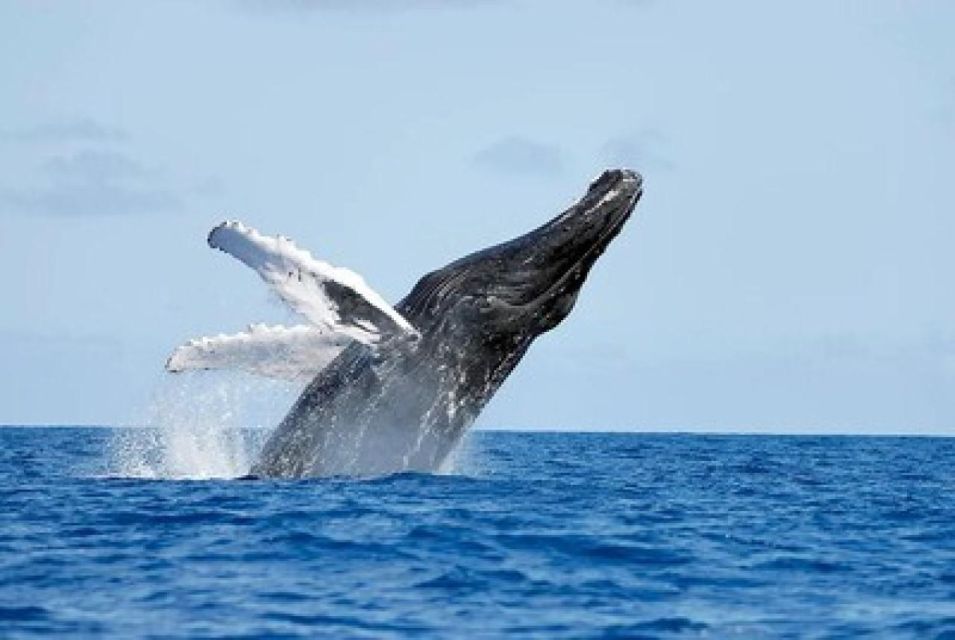 Dominican Republic: Whale Watching and Montana Redonda Tour - Location Details