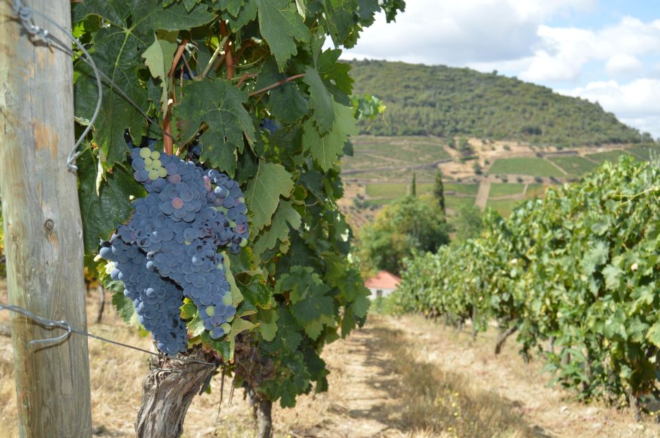 Douro Valley Private Tour From Braga: Lunch & Wine Tour - Inclusions in the Tour Package