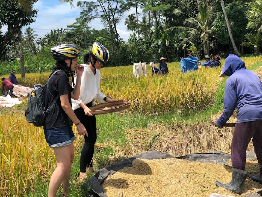 Downhill Cycling Tour Ubud Through Jungle and Rice Terrace - Tour Ratings