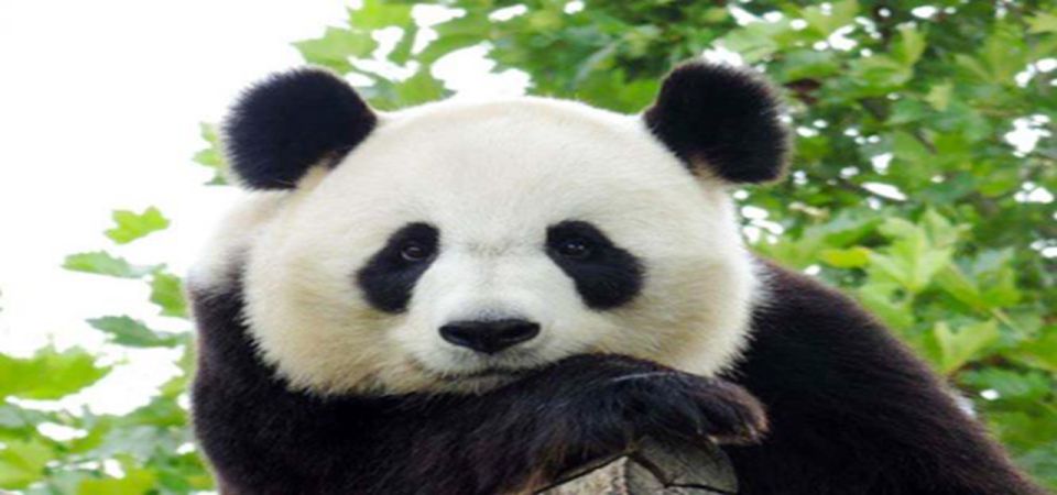 Dujiangyan Panda Base and Irrigation System Park Day Tour - Location and Environment