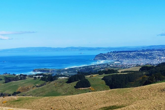 Dunedin City and Coastal Views 3-Hour Small-Group Guided Tour - Customer Reviews and Satisfaction