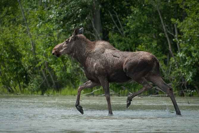 Eagle Preserve Float Trip in Haines - Common questions