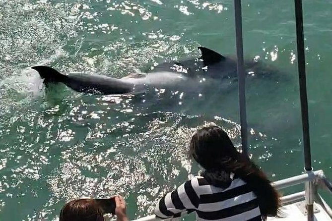 Eco and Dolphin Watch Tour of South Padre Island - Customer Reviews and Testimonials