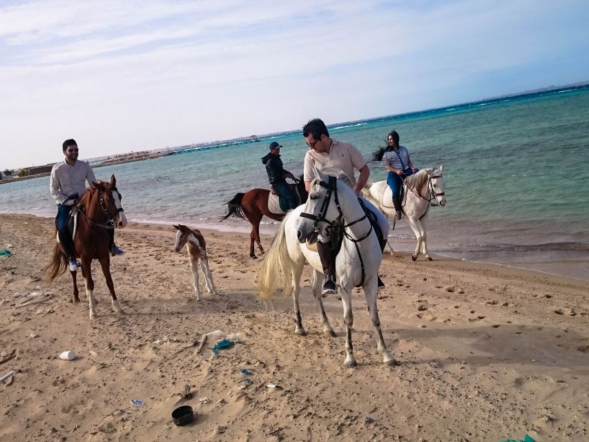 El Gouna: Desert & Sea Horse Riding With Swimming Optional - Horse Selection and Weight Considerations