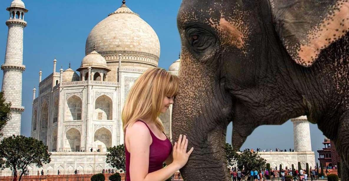 Elephant/Bear Wildlife SOS & Agra Trip by Car - Private Car Tour From Delhi