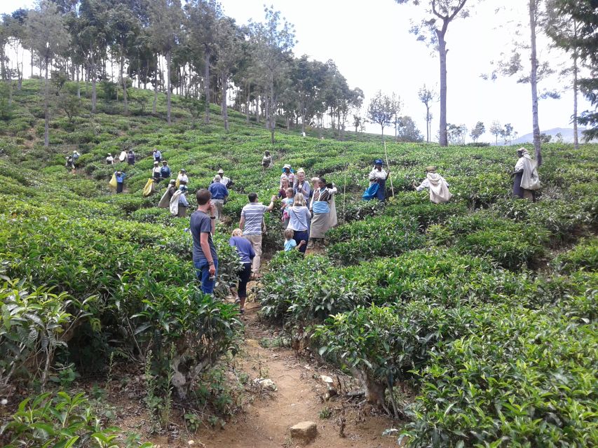 Ella: Tuk-Tuk Safari Day Trip and Tea Fields Hike With Lunch - Additional Information