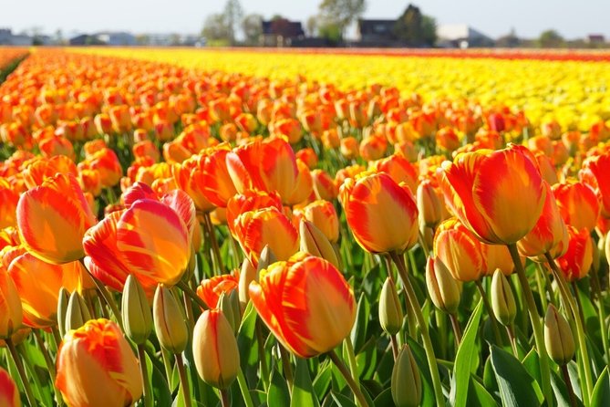 Enjoy the Tulip Fields by Bicycle With a Local Guide! Tulip Bike Tour! - Cancellation Policy Overview