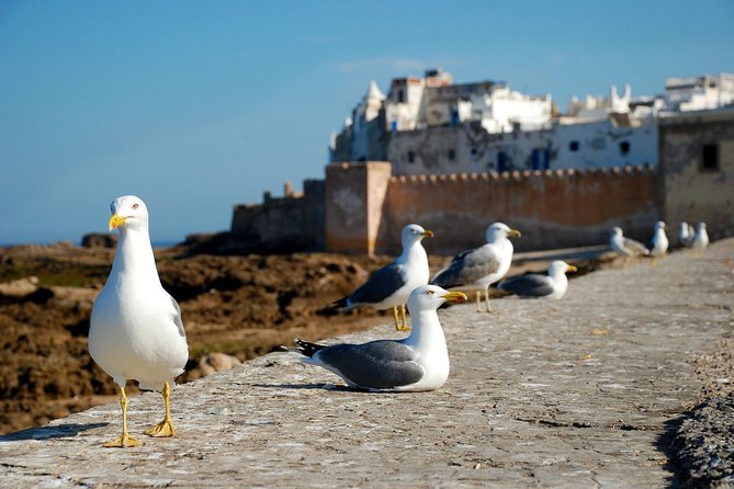 Essaouira Day Trip From Marrakech Including Surf Training - Customer Reviews