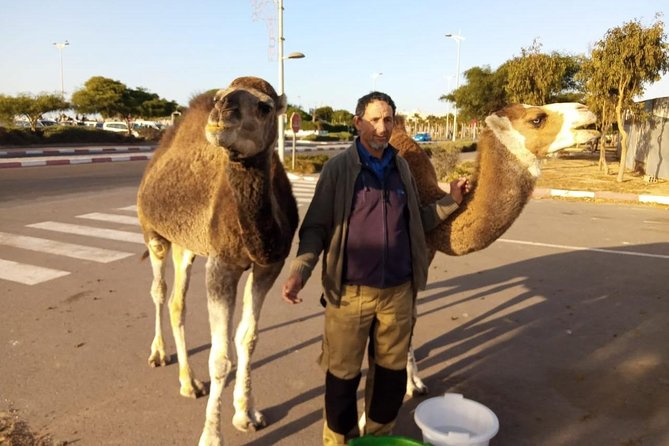 Essaouira Dromedary Camel or Horse Ride - Activity Highlights
