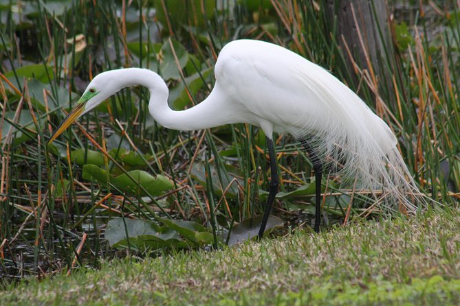 Everglades Airboat Nature Tour From Greater Fort Myers - Encounter With Wildlife