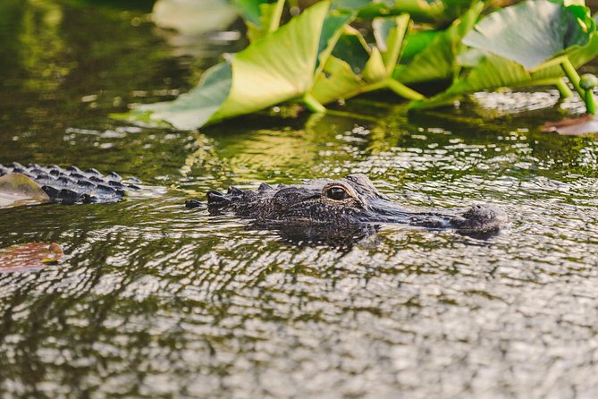 Everglades VIP Airboat Tour With Transportation Included - Cancellation Policy