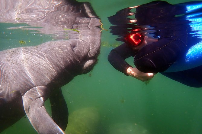 Exclusive Small Group VIP Heated Manatee Snorkel Tour - Tour Guides and Recommendations