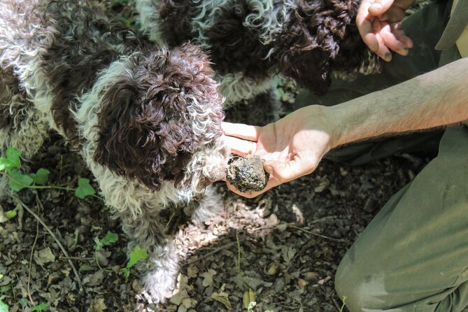 Experience Tuscan Truffle Hunting With Wine and Lunch - Wine Tasting and Food Pairing