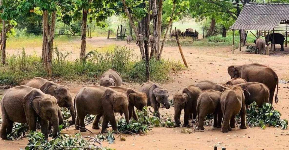 Exploring Udawalawe: Safari and Elephant Transits Home - Last Words