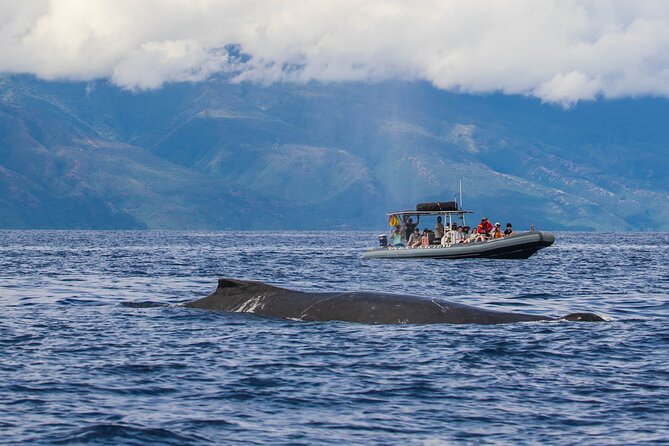 Eye-Level Whale Watching Eco-Raft Tour From Lahaina, Maui - Company Responses