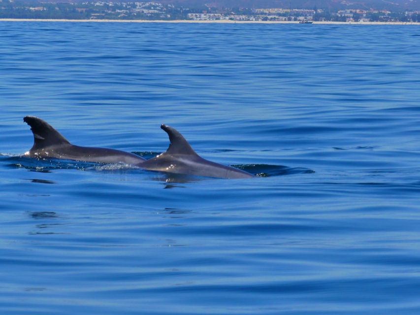 Faro: Dolphin and Wildlife Watching in the Atlantic Ocean - Wildlife Sighting Tips