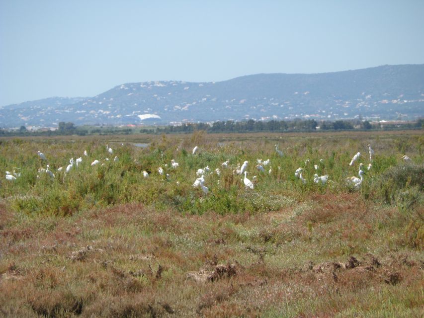 Faro: Eco-Friendly Ria Formosa Bird Watching in Solar Boat - Review Summary and Recommendations