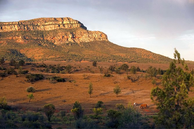 Flinders Ranges 3-Day Small Group 4WD Eco Tour From Adelaide - Reviews and Recommendations