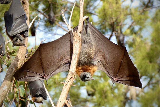 Flying Fox Experience, Thousands of Australias Largest Bat - Additional Information