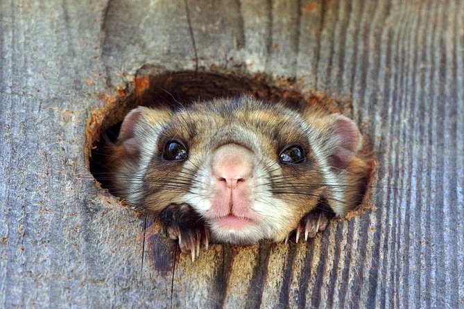 Flying Squirrel Watching Tour - Additional Tour Information