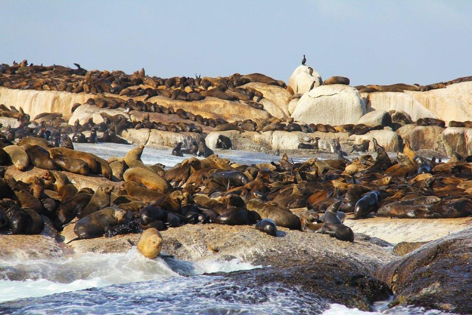 Fom Cape Town: Cape Point & Penguins Shared Group Day Tour - Visit Boulders Penguins Colony