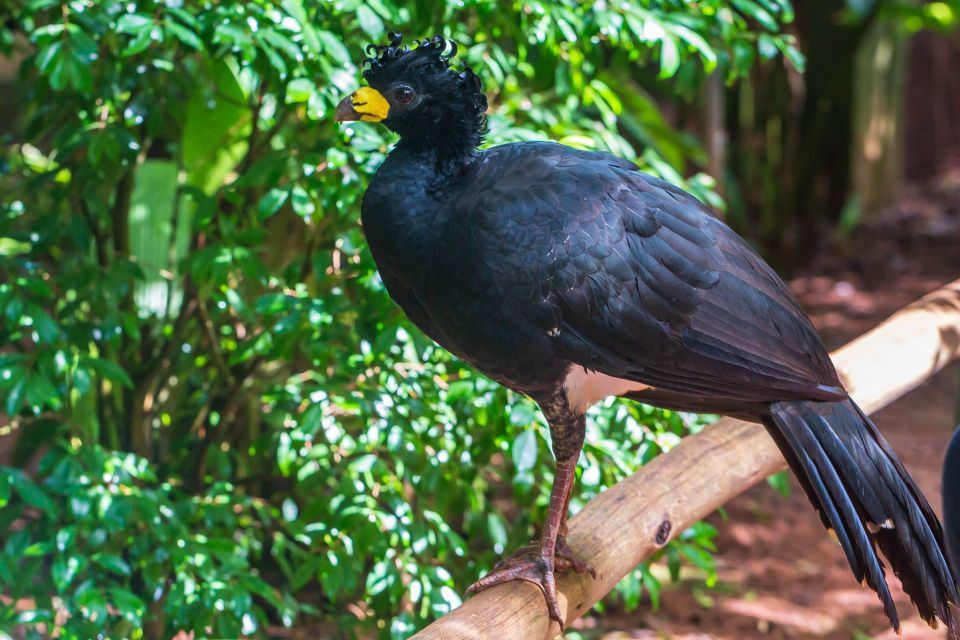 Foz Do Iguaçu: Bird Park Experience - Amenities Provided