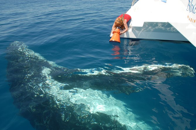 Fraser Island Whale Watch Encounter - Catamaran Features