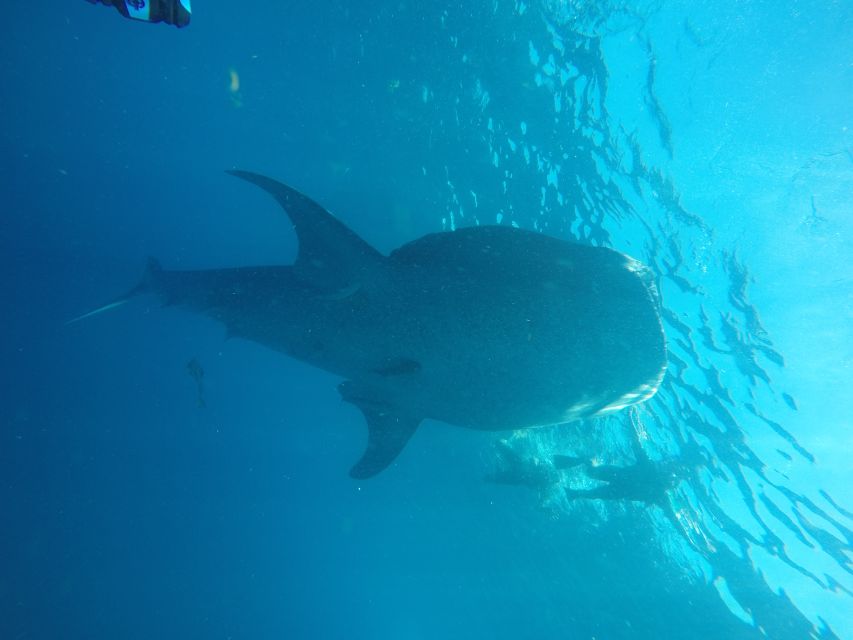 From Akumal: Whale Shark Tour - Additional Information