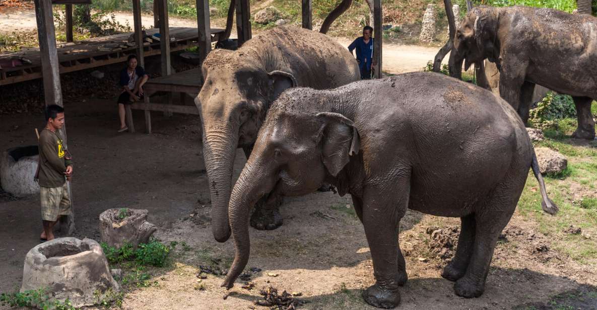 From Bangkok: Elephant Sanctuary and Kanchanaburi Tour - Customer Feedback and Recommendations