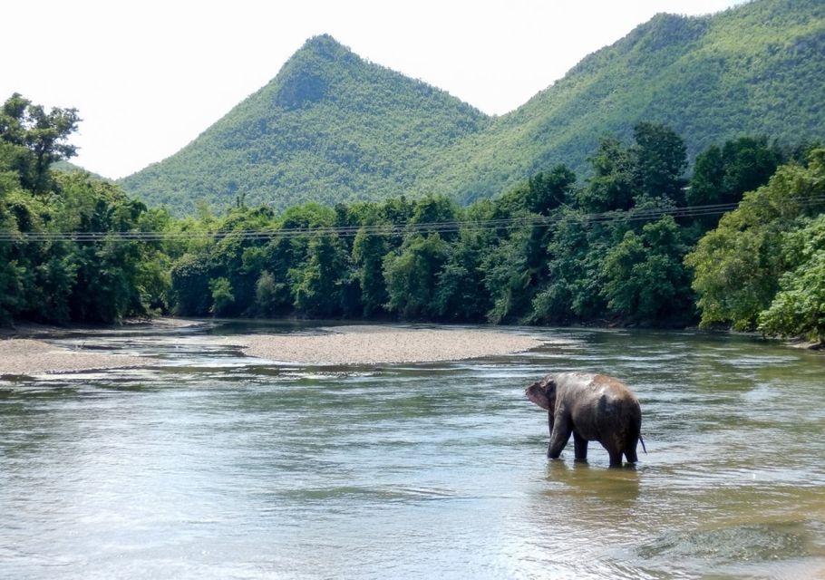 From Bangkok: ElephantsWorld Kanchanaburi 2-Day Experience - Activity Details