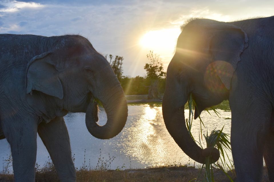 From Bangkok: Wildlife Rescue and Elephant Rescue Tour - Customer Reviews