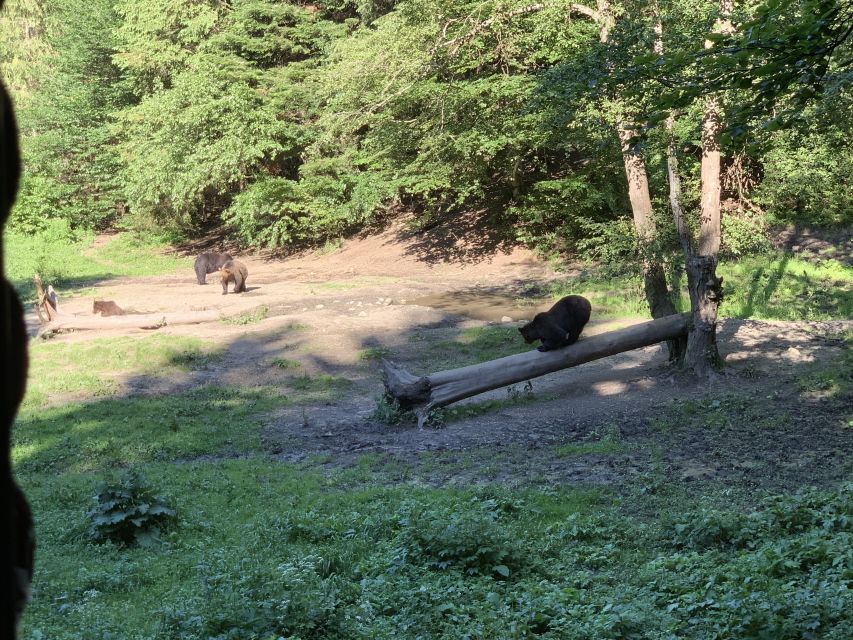 From Brasov: Bear Watching in the Wild - Wildlife Viewing Guidelines