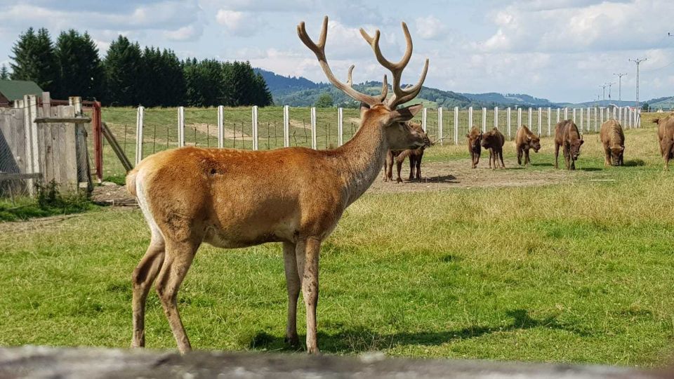 From Brasov: Day Trip to Bison Reserve & Traditional Lunch - Tour Specifics