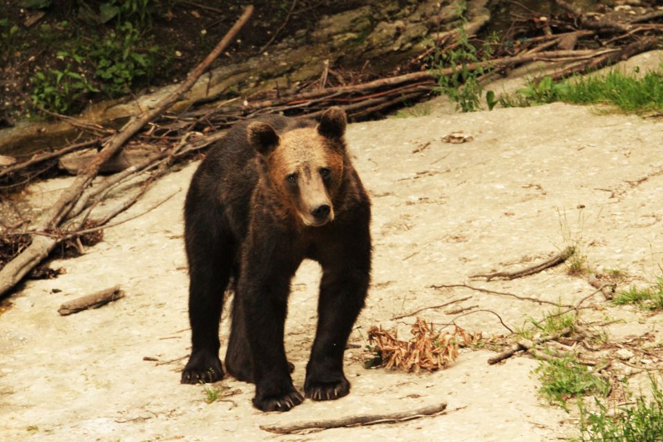 From Brasov: Small-Group Brown Bear Watching Tour - Last Words