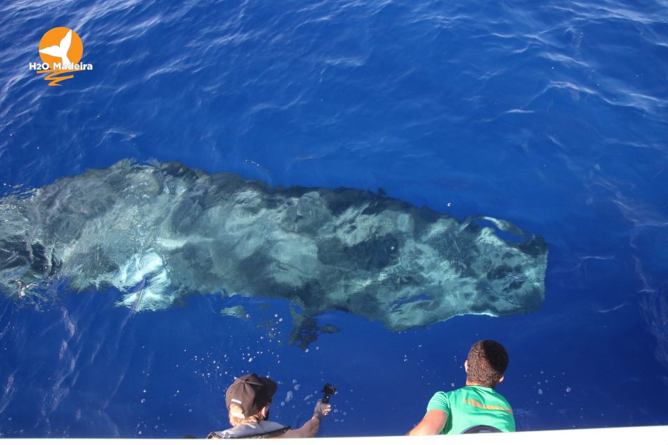 From Calheta: Whale and Dolphin Watching RIB Boat Tour - Customer Feedback