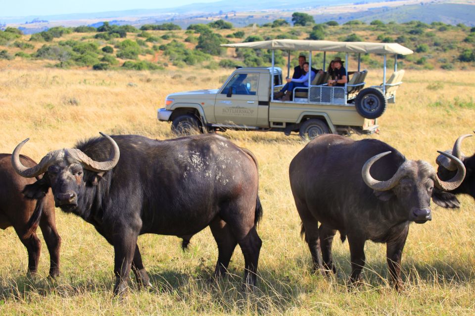 From Cape Town: 2-Day Wildlife and 4x4 Safari Experience - Travel Itinerary Details
