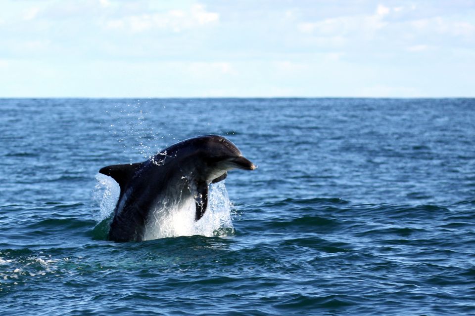 From Cape Town: Hermanus Whale Watching Boat Trip - Highlights