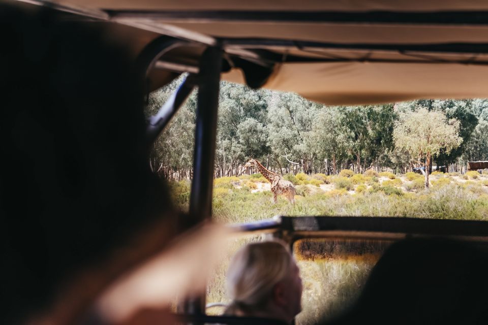 From Cape Town: Round-Trip to Aquila With Game Drive - Customer Feedback