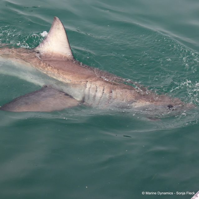 From Cape Town: Shark Cage Diving and Viewing - Safety Measures and Equipment Provided