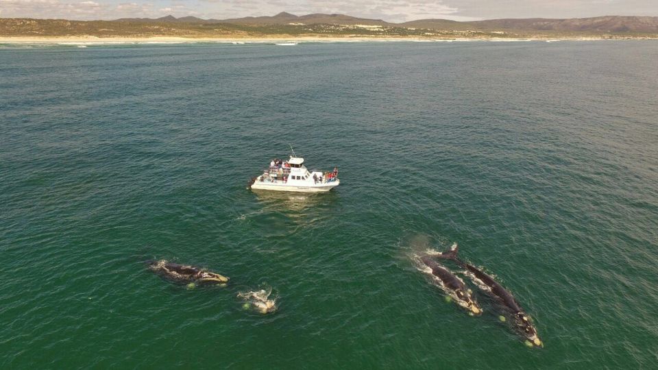From Cape Town: Whale Watching Tour in Hermanus and Gansbaai - Tour Itinerary