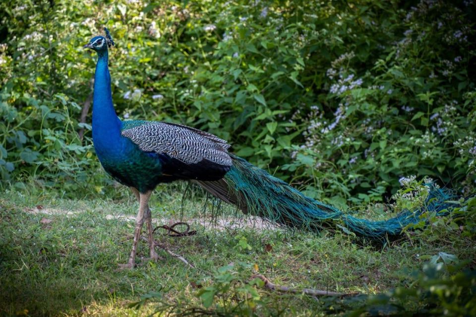 From Colombo: Minneriya / Kaudulla National Park Jeep Safari - Time Management and Planning