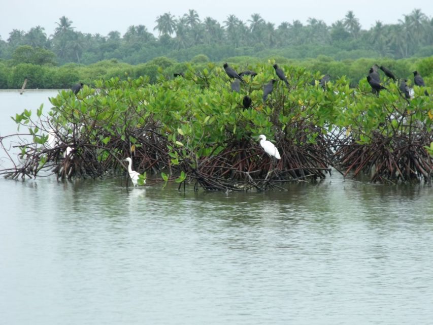 From Colombo: Negombo Lagoon (Mangrove )Boat Excursion - Tips for a Memorable Boat Excursion