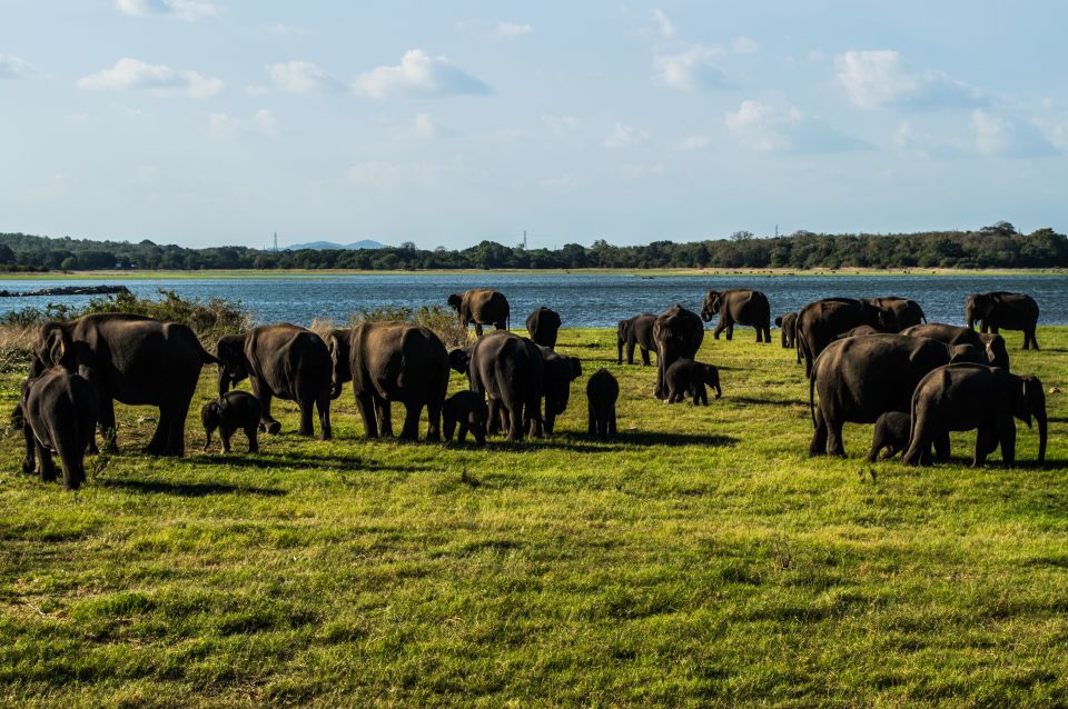 From Colombo: Private Minneriya National Park Day Safari - Customer Review