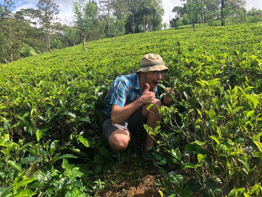 From Colombo: Virgin White Tea and Galle City Tour - Common questions