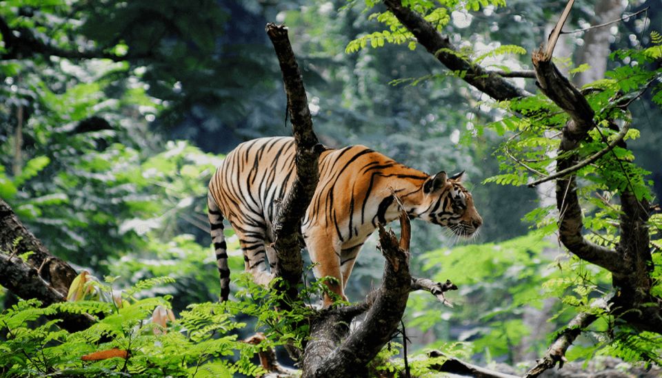 From Delhi: 3-Day Wildlife Trip to Jim Corbett National Park - Day 3 Itinerary