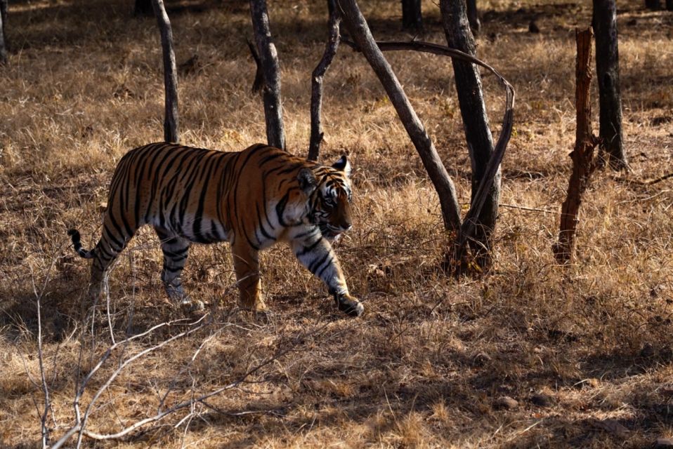 From Delhi: 5-Day Golden Triangle & Ranthambore Safari Tour - Detailed Itinerary