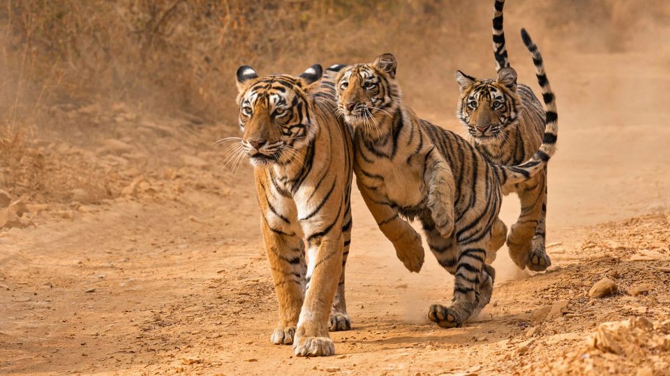 From Delhi: Private Golden Triangle Tour With Tiger Safari - Booking and Reservation Instructions