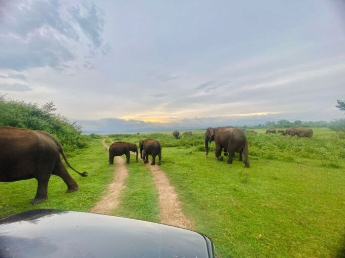 From Ella - Udawalawe National Park Private Safari - Return Journey Details