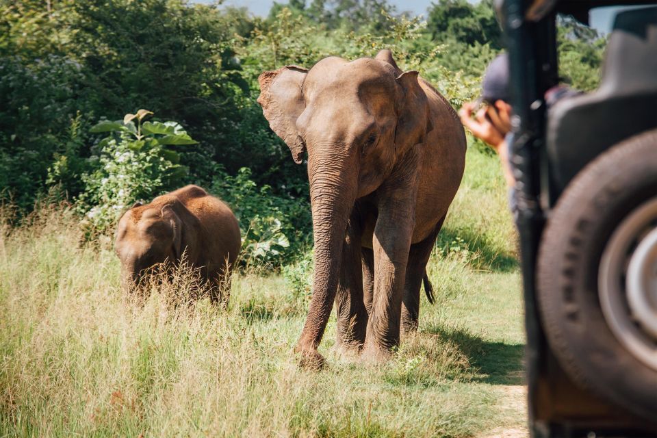 From Ella: Udawalawe Safari With Elephant Transit Home Visit - Detailed Itinerary