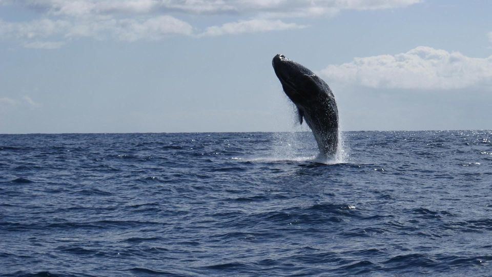 From Funchal: Whale and Dolphin Watching - Review and Ratings